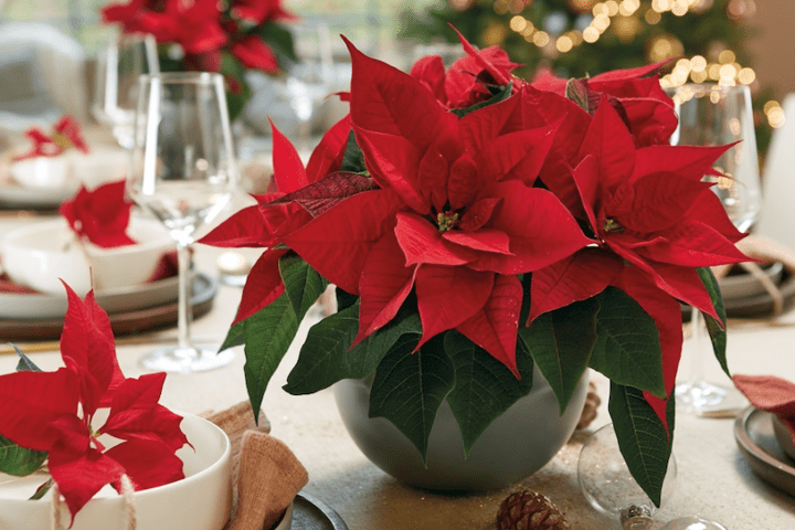 Cuida tus poinsettias en Andalucía