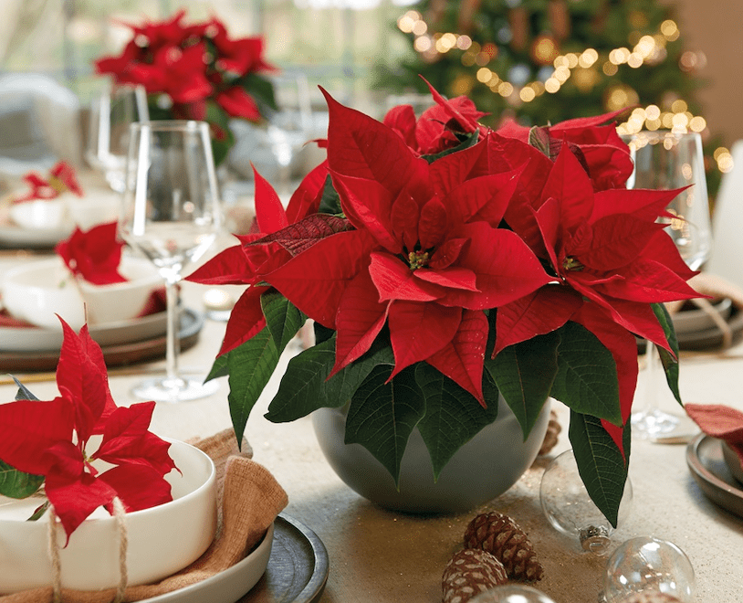 Cuida tus poinsettias en Andalucía