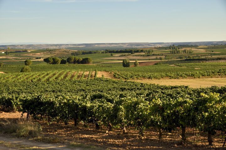 Bodegas López Cristóbal Ribera del Duero
