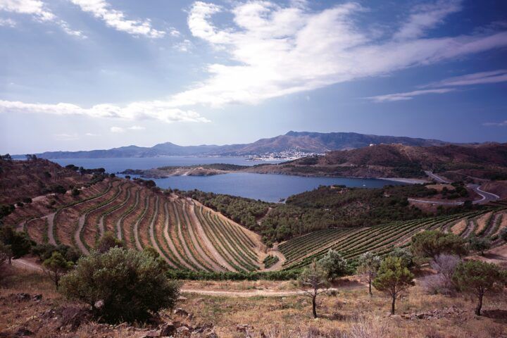 simposio vinos mediterráneos