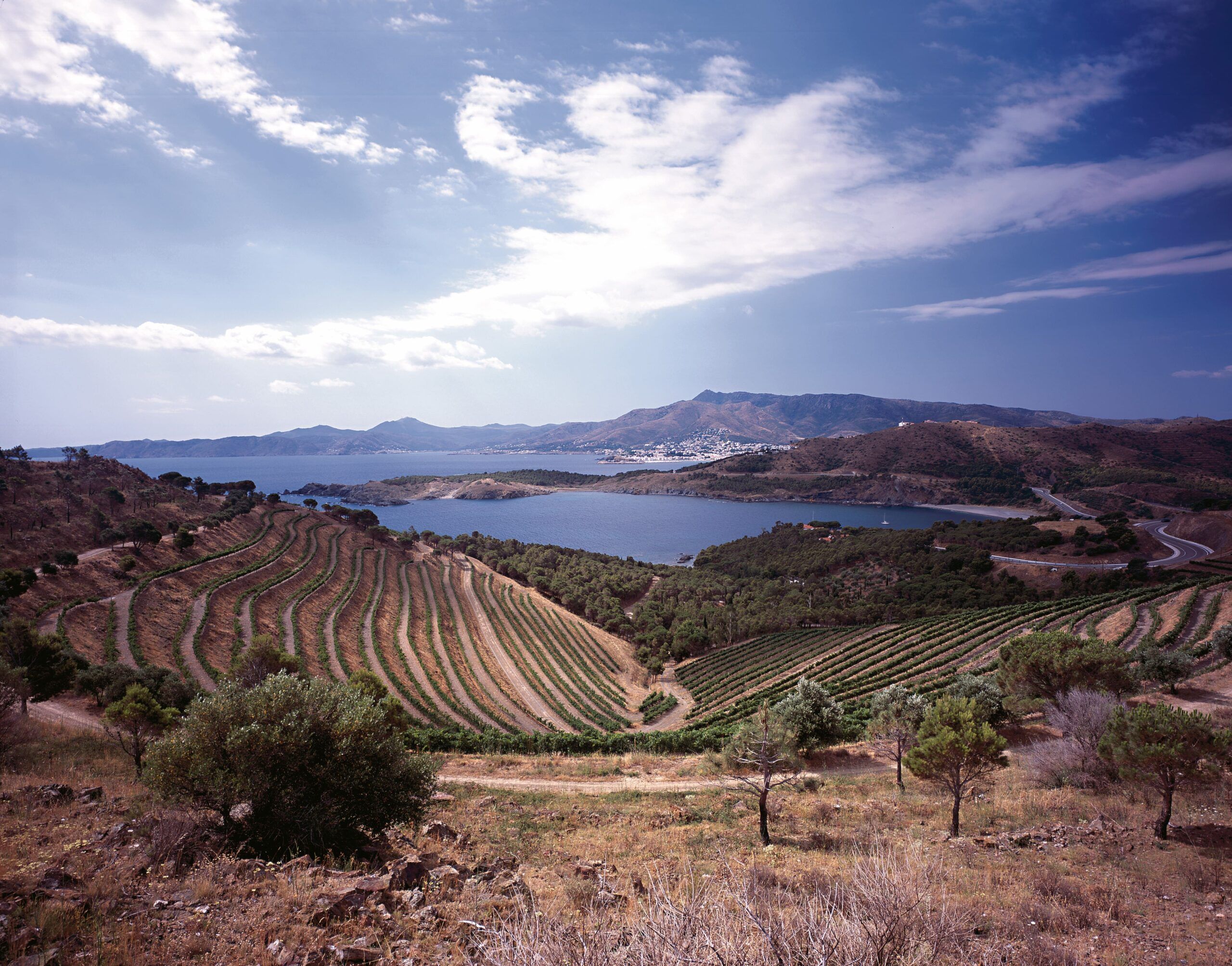 simposio vinos mediterráneos