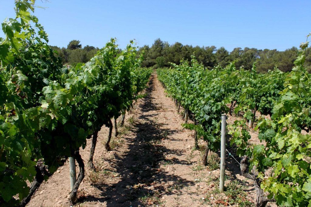 Formentera y su vino