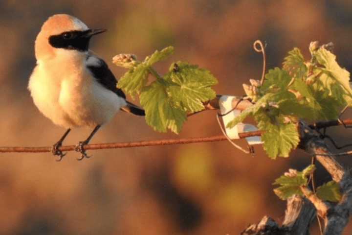 biodiversidad en viñedos