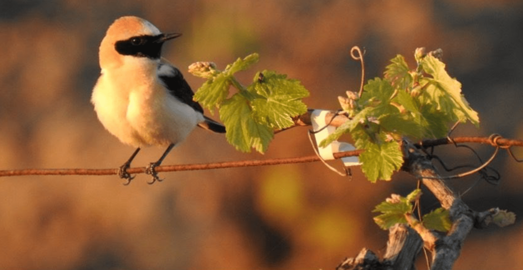 biodiversidad en viñedos