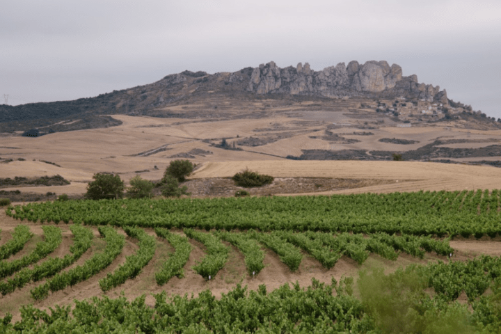 viñedo keyline