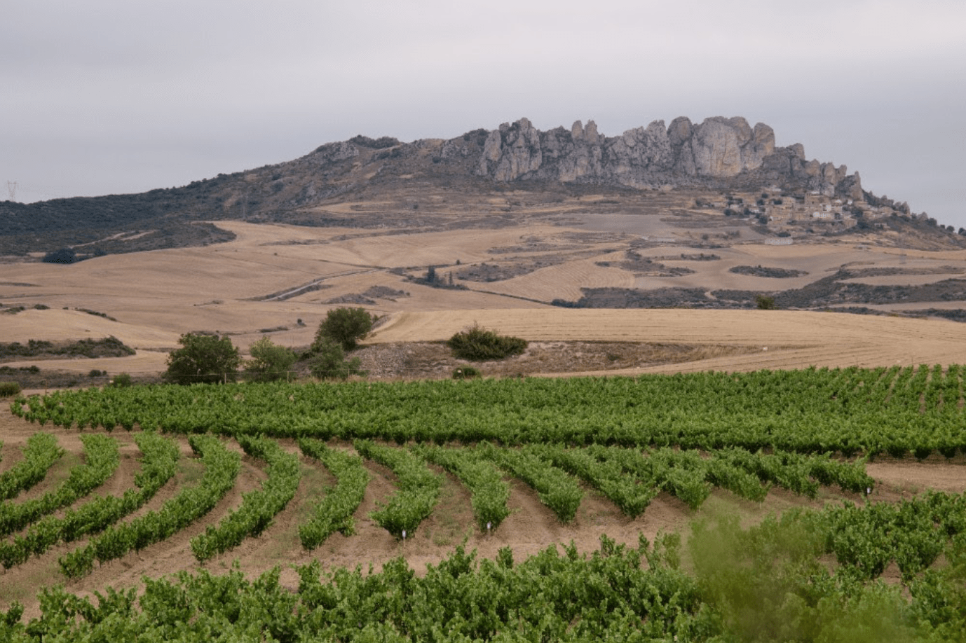 viñedo keyline