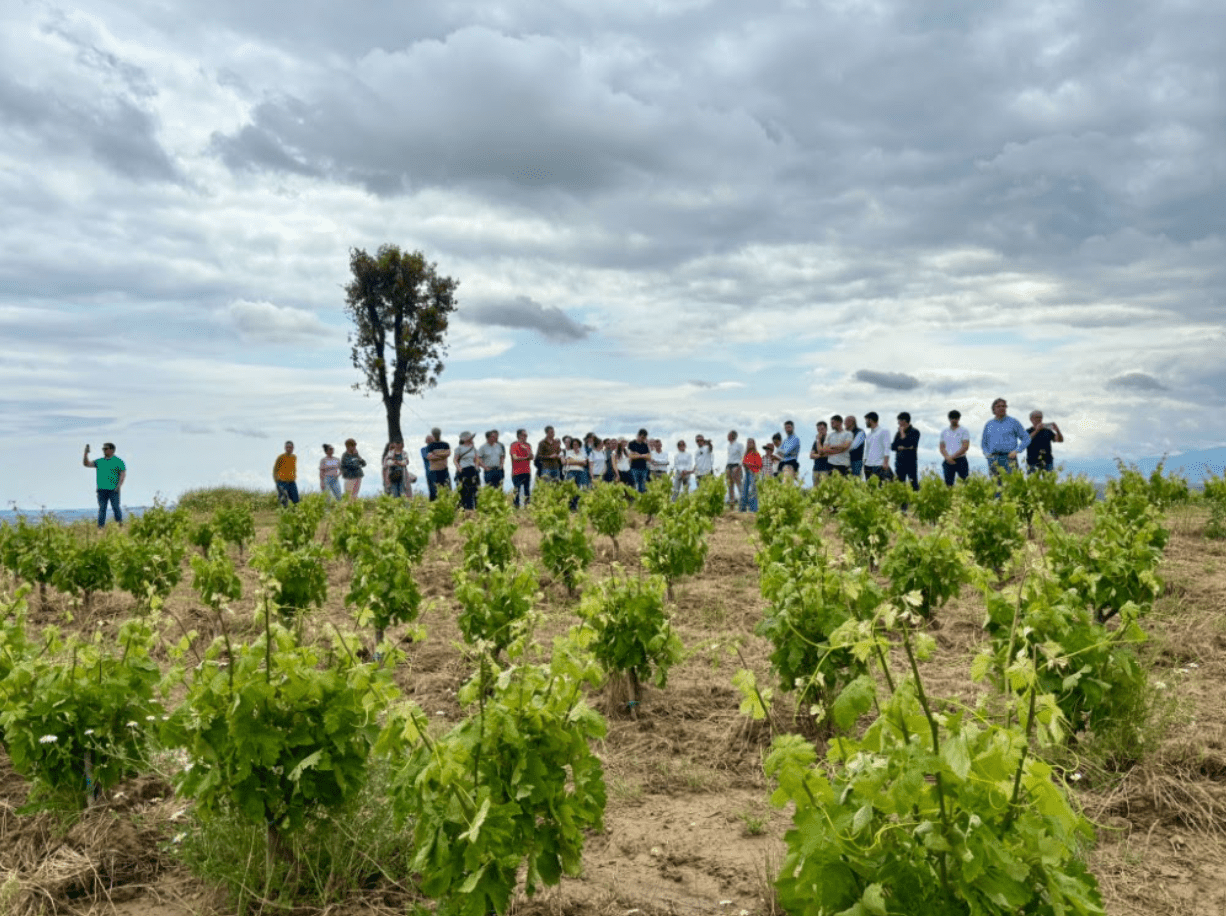 viñedo keyline