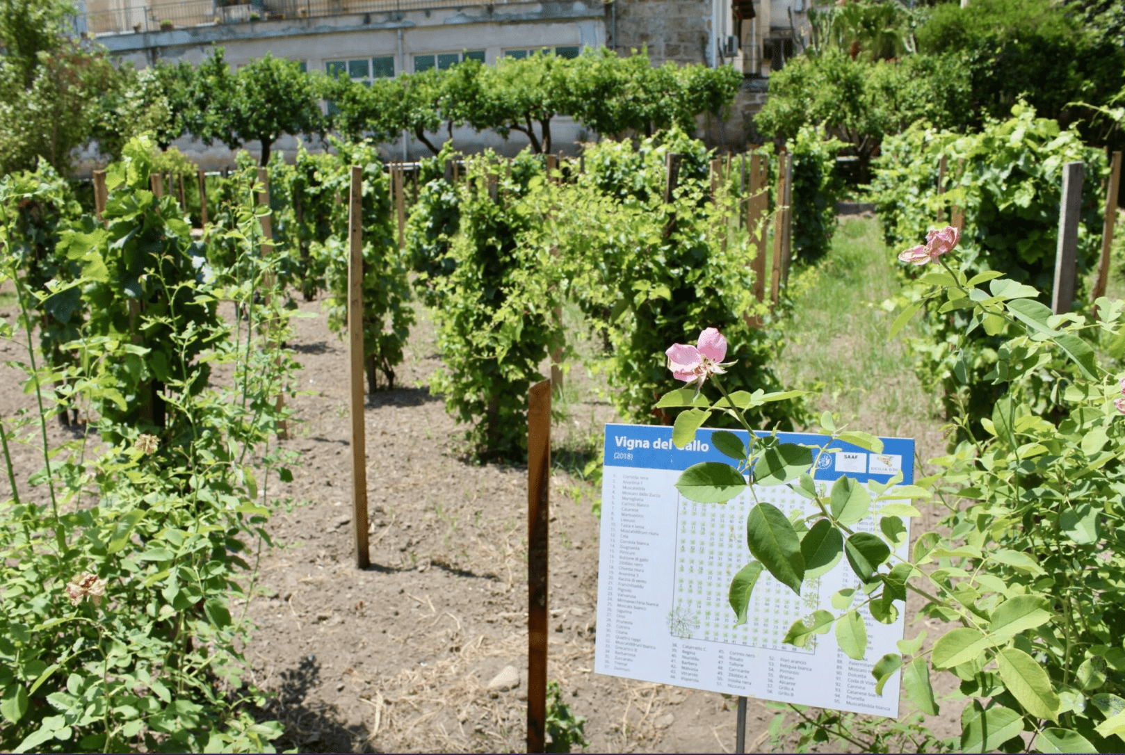 Vigna del Gallo