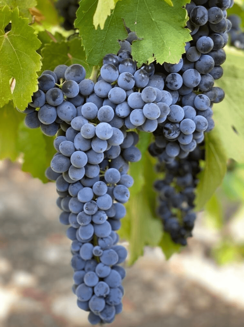Sicilia DOC