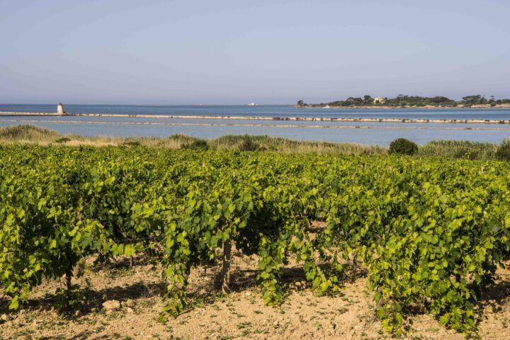 Sicilia DOC