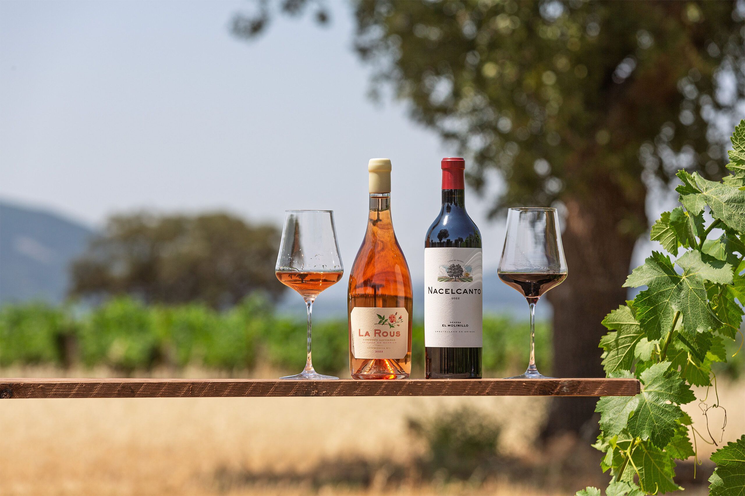 Vinos de dehesa