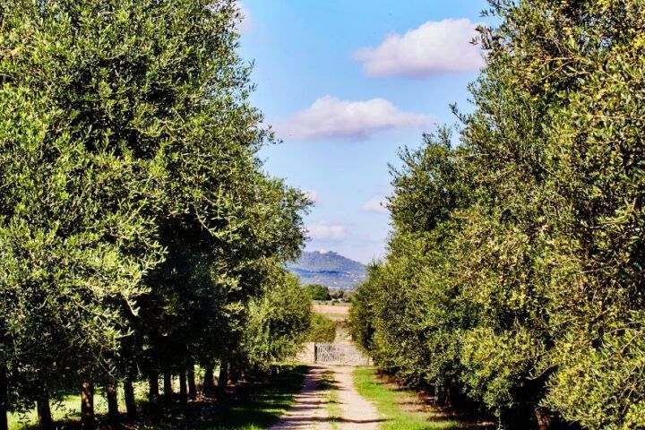 Aceite arbequina Aubocassa