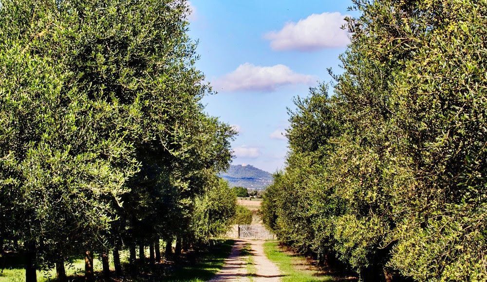 Aceite arbequina Aubocassa
