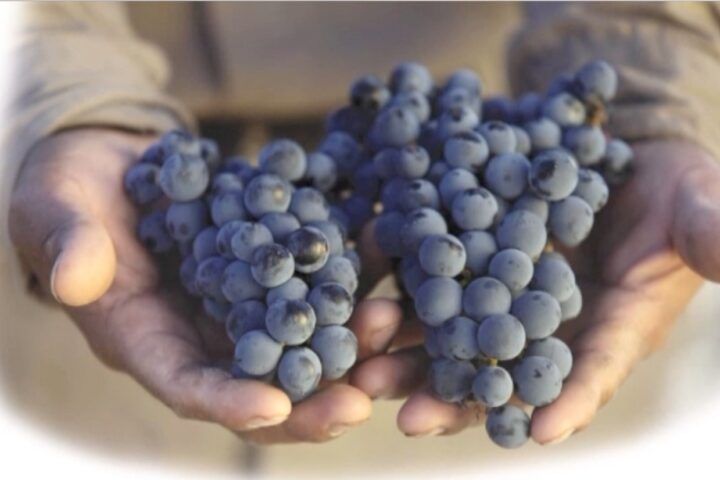 Certificación Ruta Vinos Sevilla