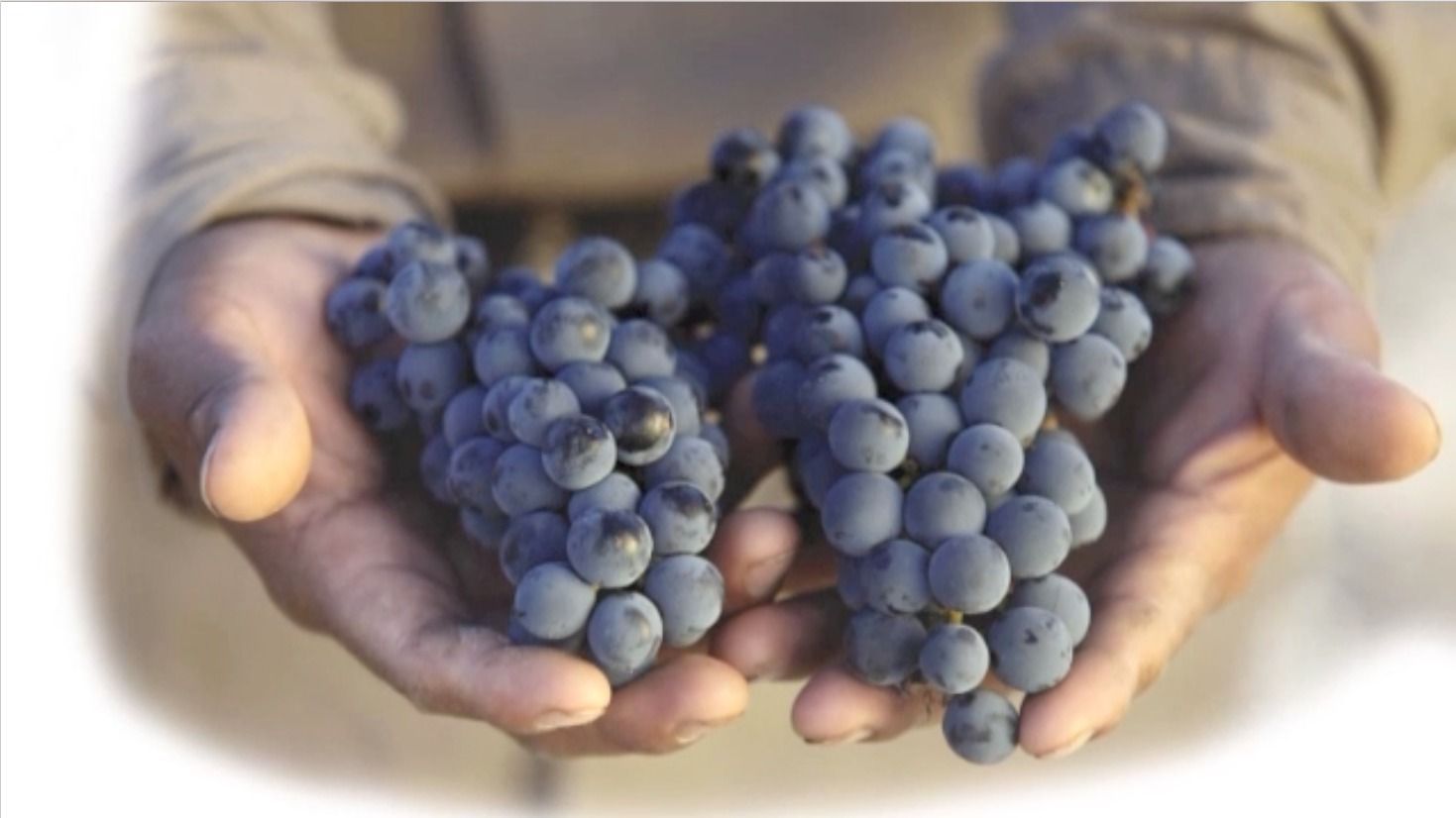Certificación Ruta Vinos Sevilla