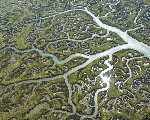 futuro de Doñana