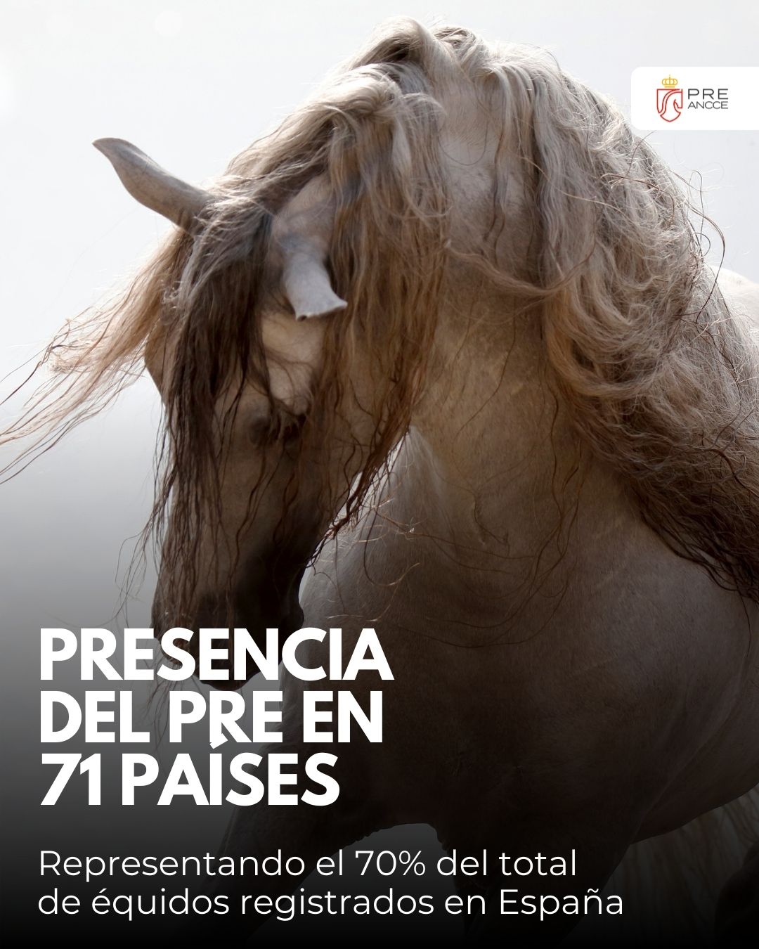 caballo PRE
