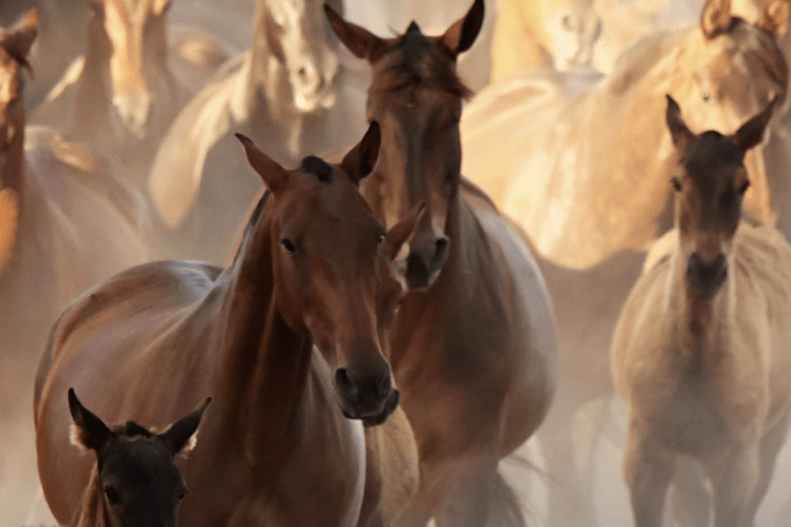 caballo PRE