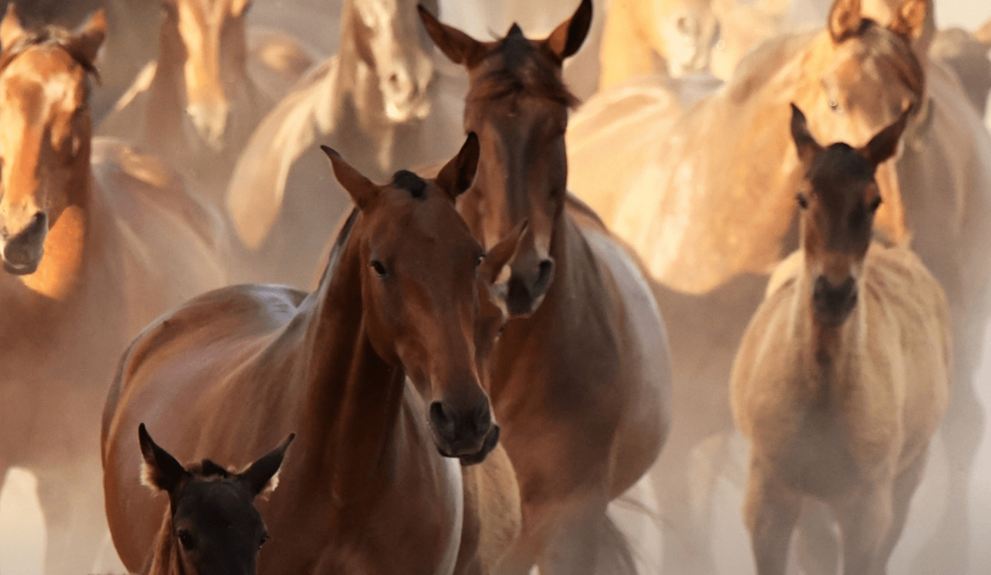 caballo PRE